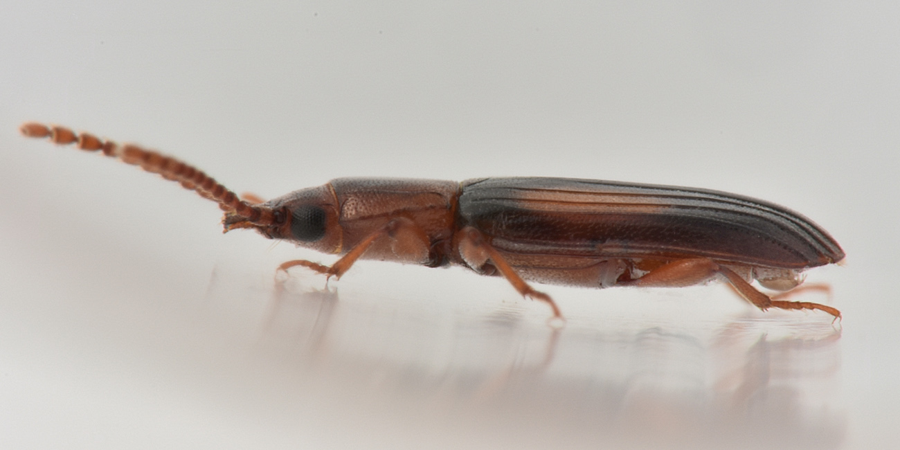 Laemophloeidae: Laemophloeus monilis? S, femmina